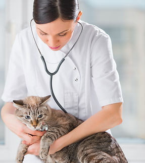 Veterinário examinando gato