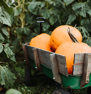 Pumpkin Harvest