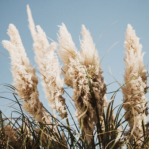 Common Reed