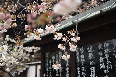 日本の木の花