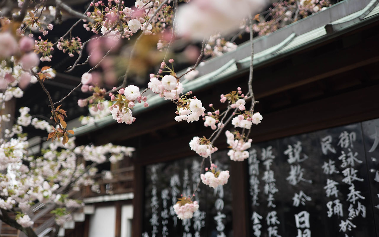 Fleurs d'arbre japonais