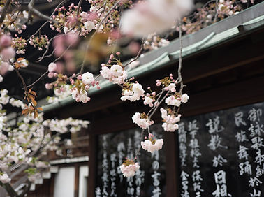 桜の木