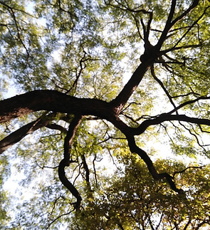 À travers la branche d'arbre