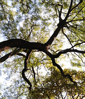 Tall tree viewed from below with branches reaching towards the sky in a Central Coast NSW garden