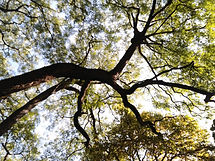 Through the Tree Branch
