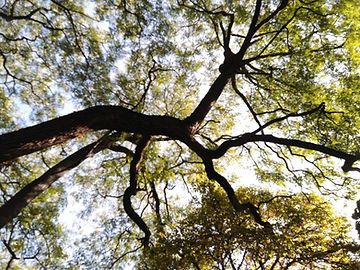 À travers la branche d'arbre