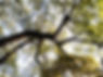 Through the Tree Branch