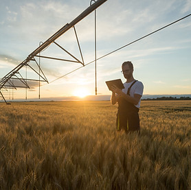 Landwirt im Weizenfeld