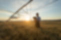 Farmer in Wheat Field
