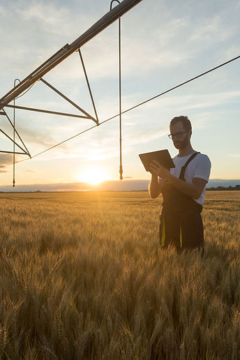 Farmer in Wheat Field