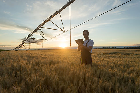 Farmer in Wheat Field