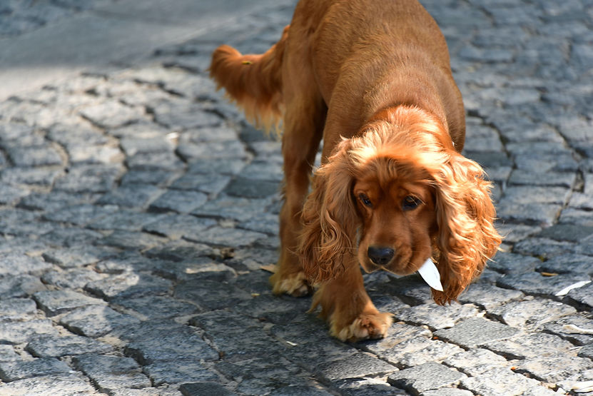 Cocker Spaniel