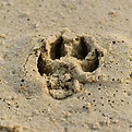 patte Imprimer