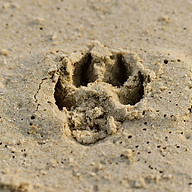 Animal Paw Print