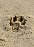 Animal Paw Print