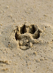 Paw Print