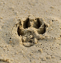 Paw Print