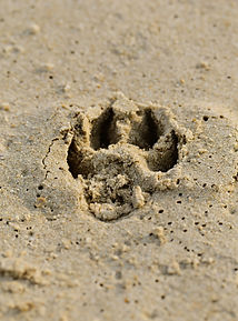 Paw Print