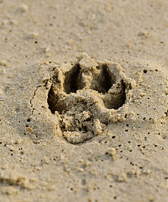 Paw Print