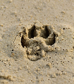 Paw Print