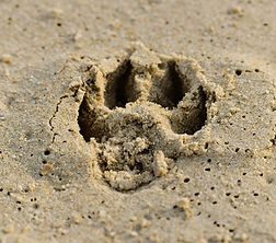 Paw Print