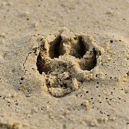 Paw Print