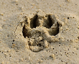 Paw Print