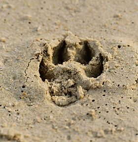 Paw Print