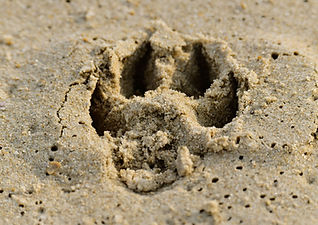 Paw Print