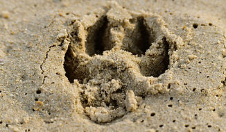 Paw Print