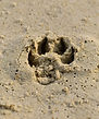 Paw Print