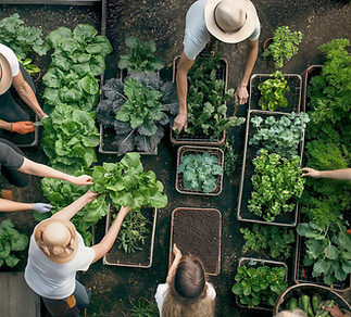 Iniciativa de jardinagem comunitária