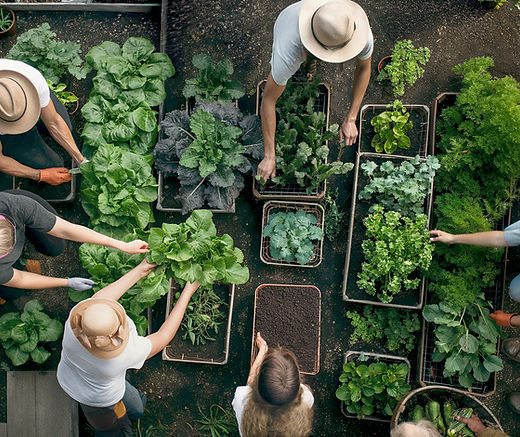 Community Gardening Effort