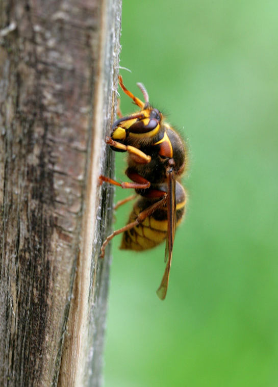 German or European Wasp