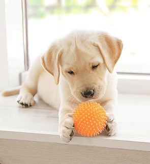 Puppy speelt met de bal