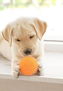 A Puppy Playing with a Toy