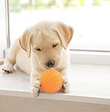 Um filhote de cachorro brincando com um