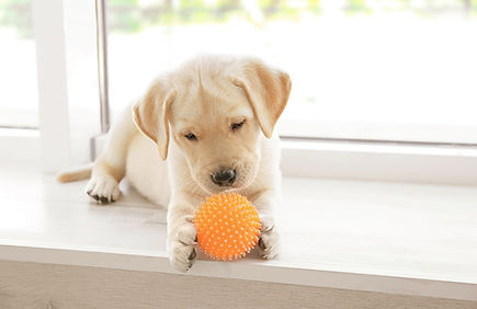 犬