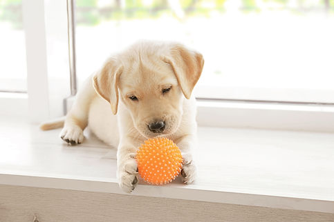 Chiot jouant à la balle