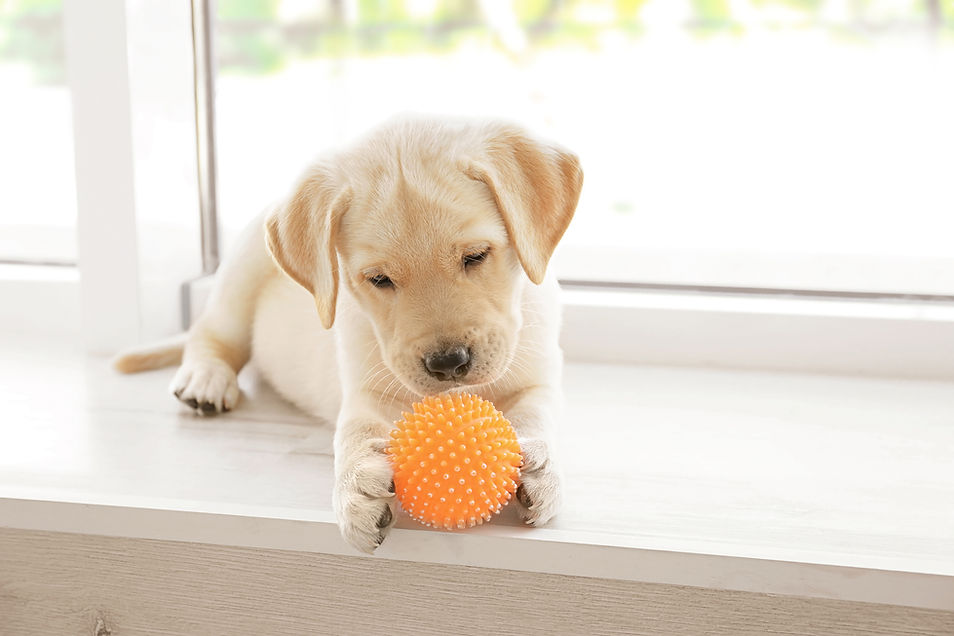 A Puppy Playing with a Toy