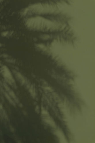 Palm Tree Silhouette