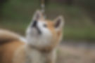 Light Akita