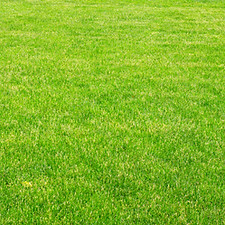 Grass