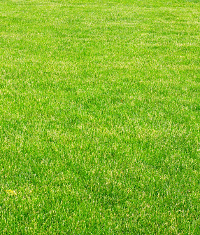 Grass
