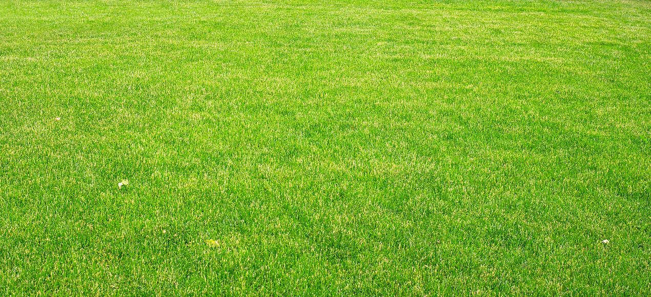 Green Grass Field