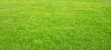 Terrain en herbe verte
