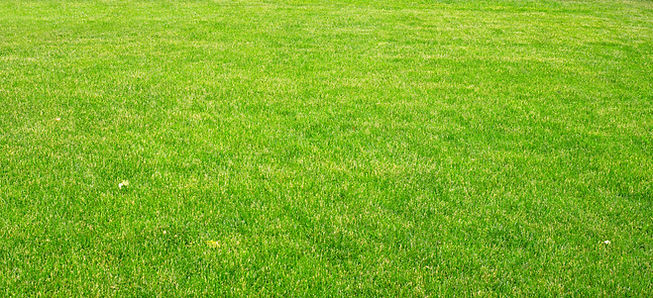 Grass