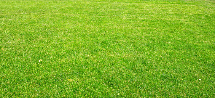 Green Grass Field