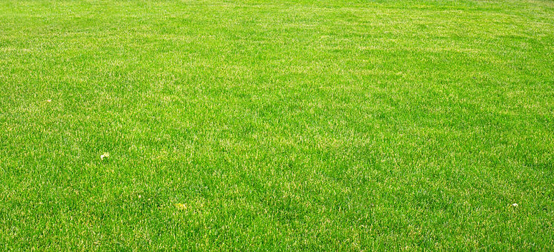 Green Grass Field