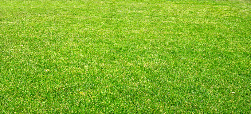 Grass